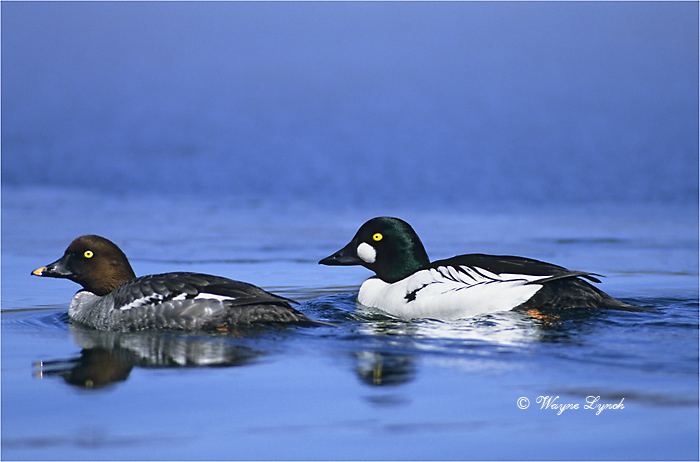 Courting Pair of Common Goldeneyes 101 by Dr. Wayne Lynch &copy;